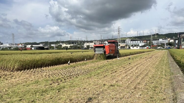 中市農業局推「稻草剪段防止焚燒稻草計畫」-一期作7/31前受理補助