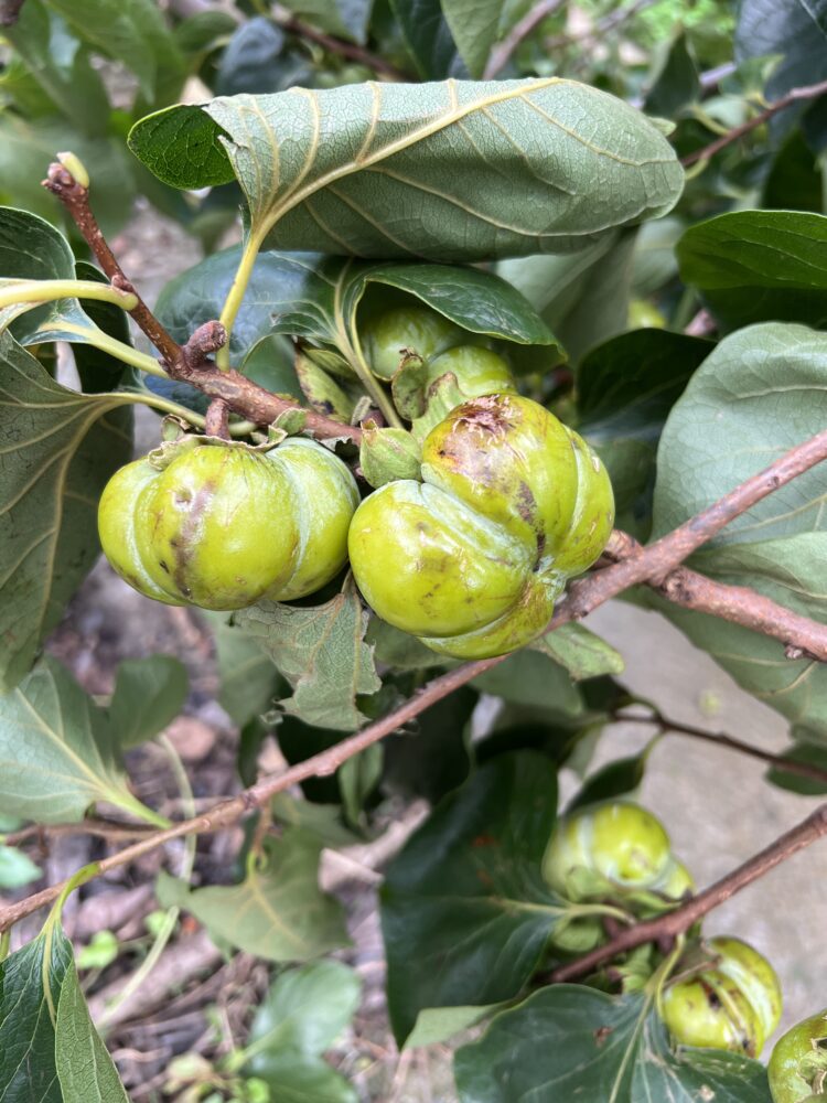 中市柿(甜柿除外)、紅龍果、百香果、唐菖蒲、冬瓜、南瓜、辣椒及薏苡災損-8/7前可申請現金救助