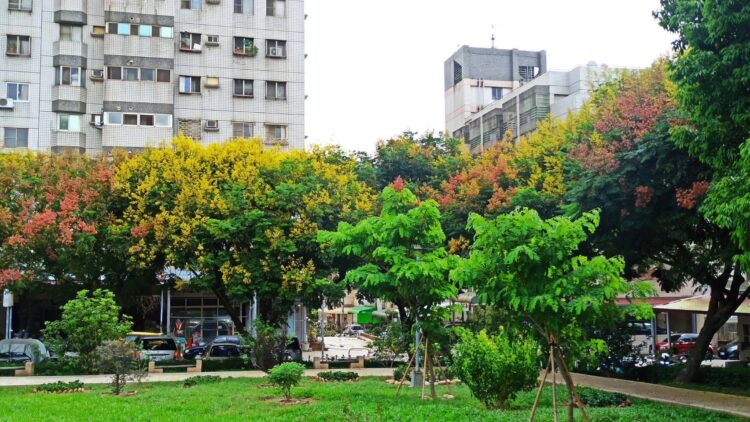 紅黃綠交織的自然饗宴！中市邀市民共賞台灣欒樹秋季限定美景