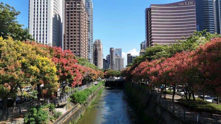 台灣欒樹金秋盛放！-中市再現絕美限時賞景不容錯過