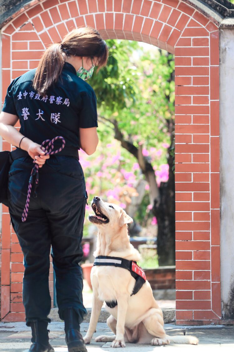 中市4警犬光榮退役-市警局招募「養父母」延續愛