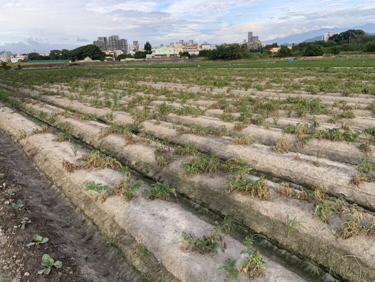 中市馬鈴薯災損-11/25前可申請現金救助