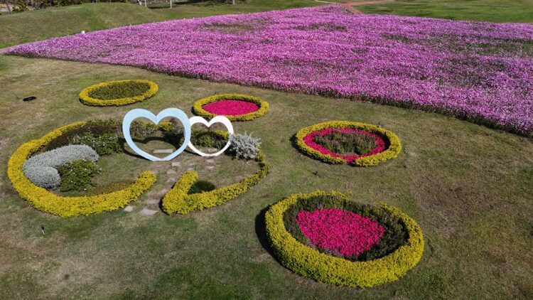 浪漫花海盛開后里環保公園-中市建設局邀請大家賞花迎新年