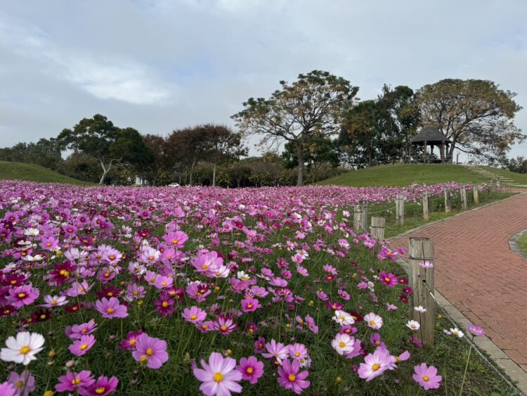 中市后里環保公園大波斯花朵盛開-建設局：近郊賞花喜迎蛇年好去處！