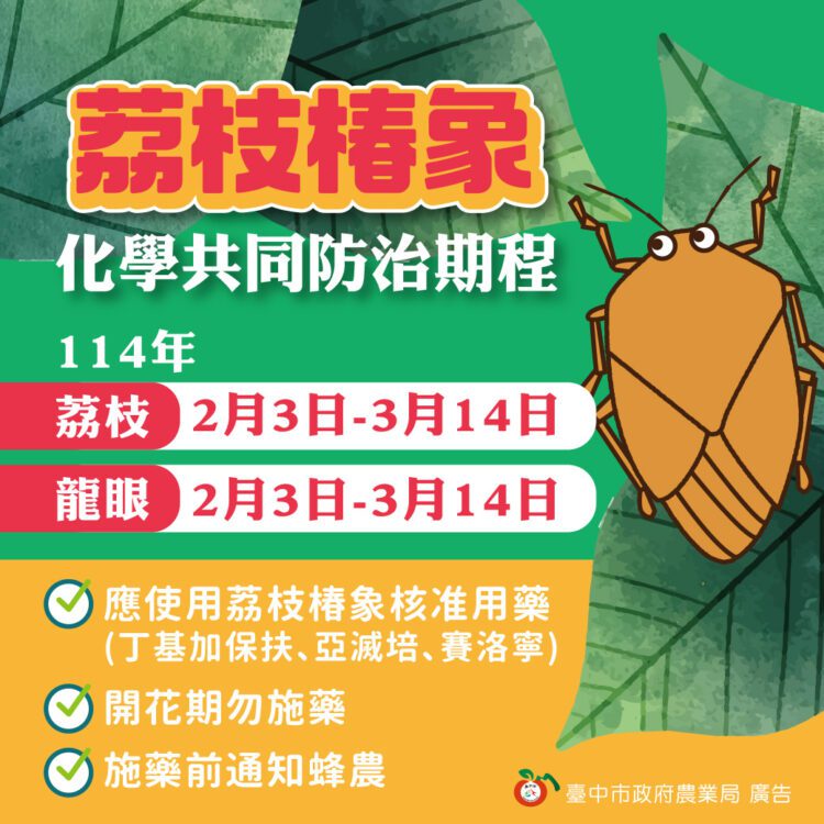 及早防範荔枝椿象！-中市農業局呼籲：2/3起啟動區域整合防治