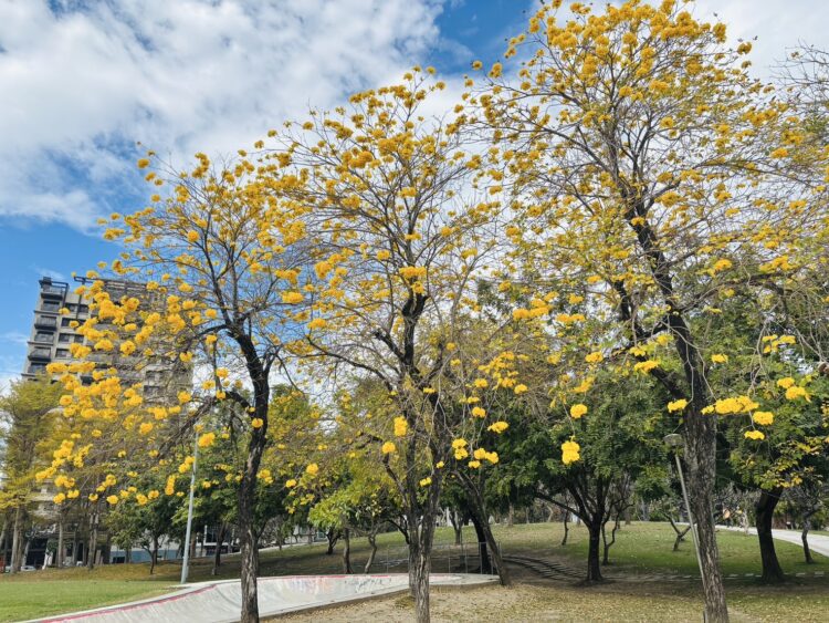 台中風鈴木美炸！-金黃、粉紅花海吸引大批遊客拍照打卡