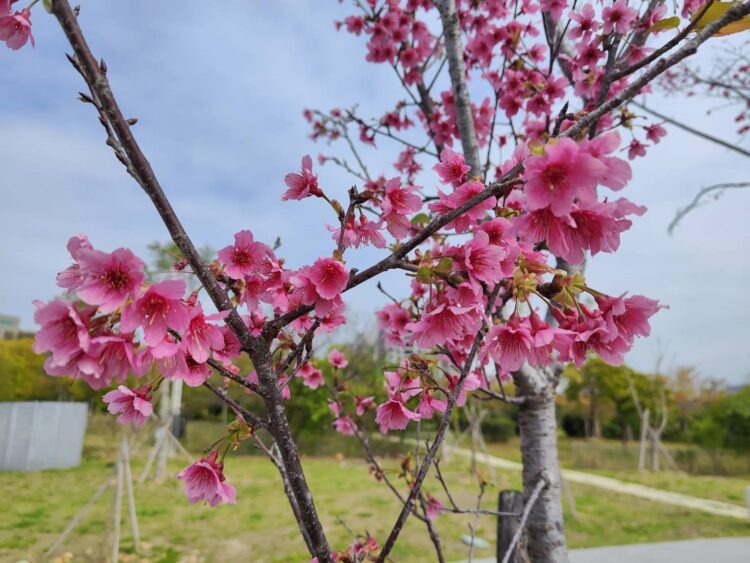 讓樹木有個適合的家！-台中嶺東公園櫻花綻放點綴初春景色